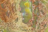 Colorful, Polished Petrified Wood Section - Arizona #129466-2